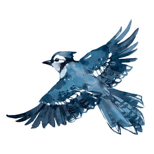 Blue Jay 1