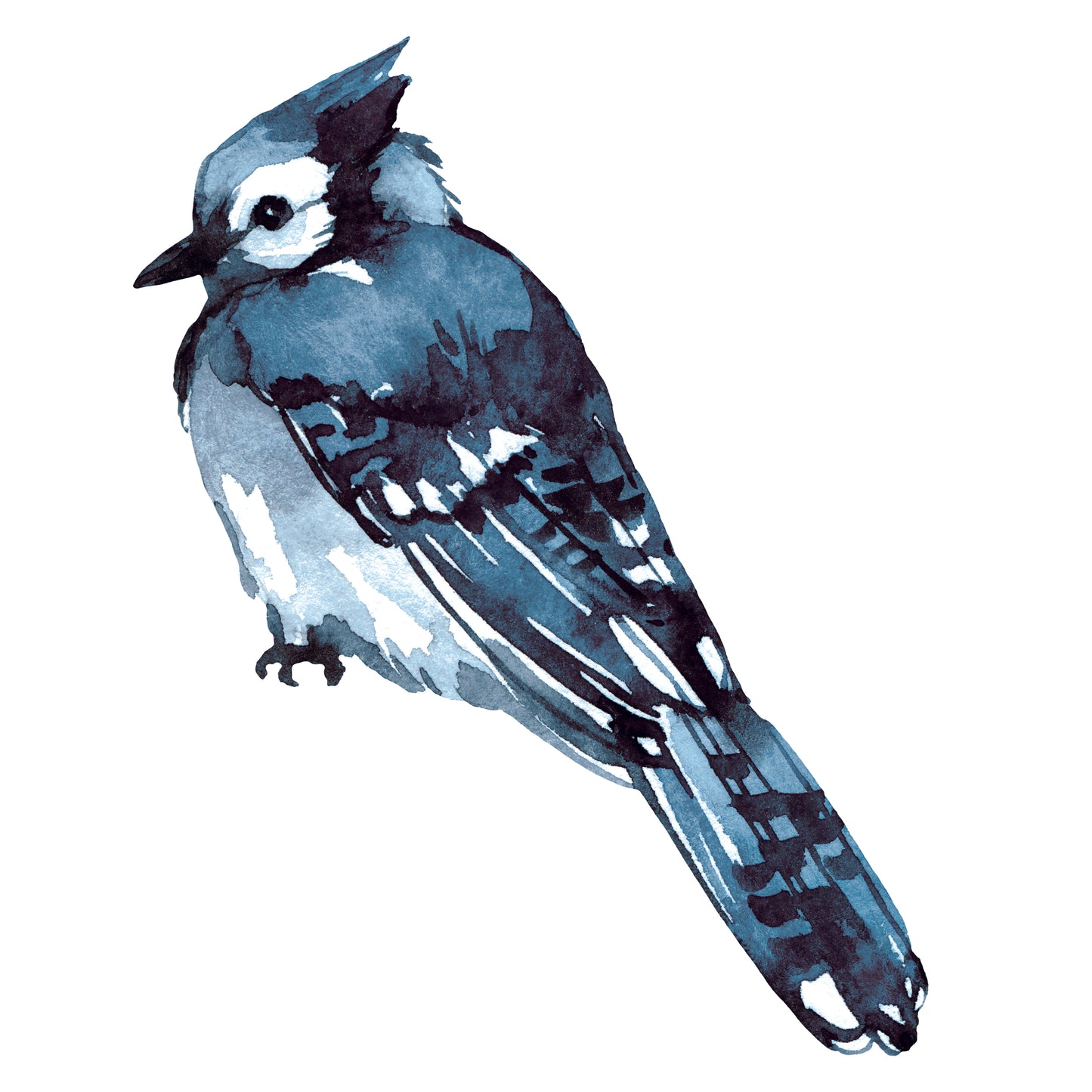 Blue Jay 2