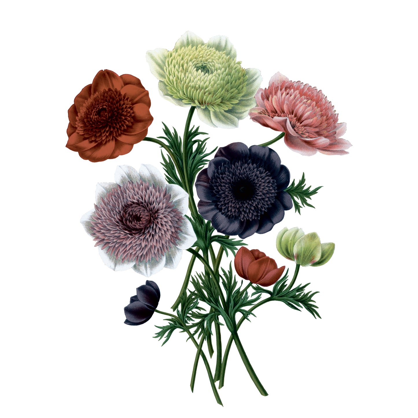 Poppy Anemone Bouquet