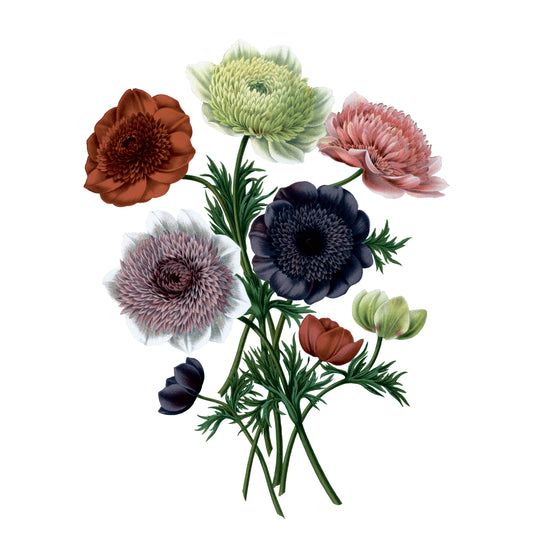 Poppy Anemone Bouquet