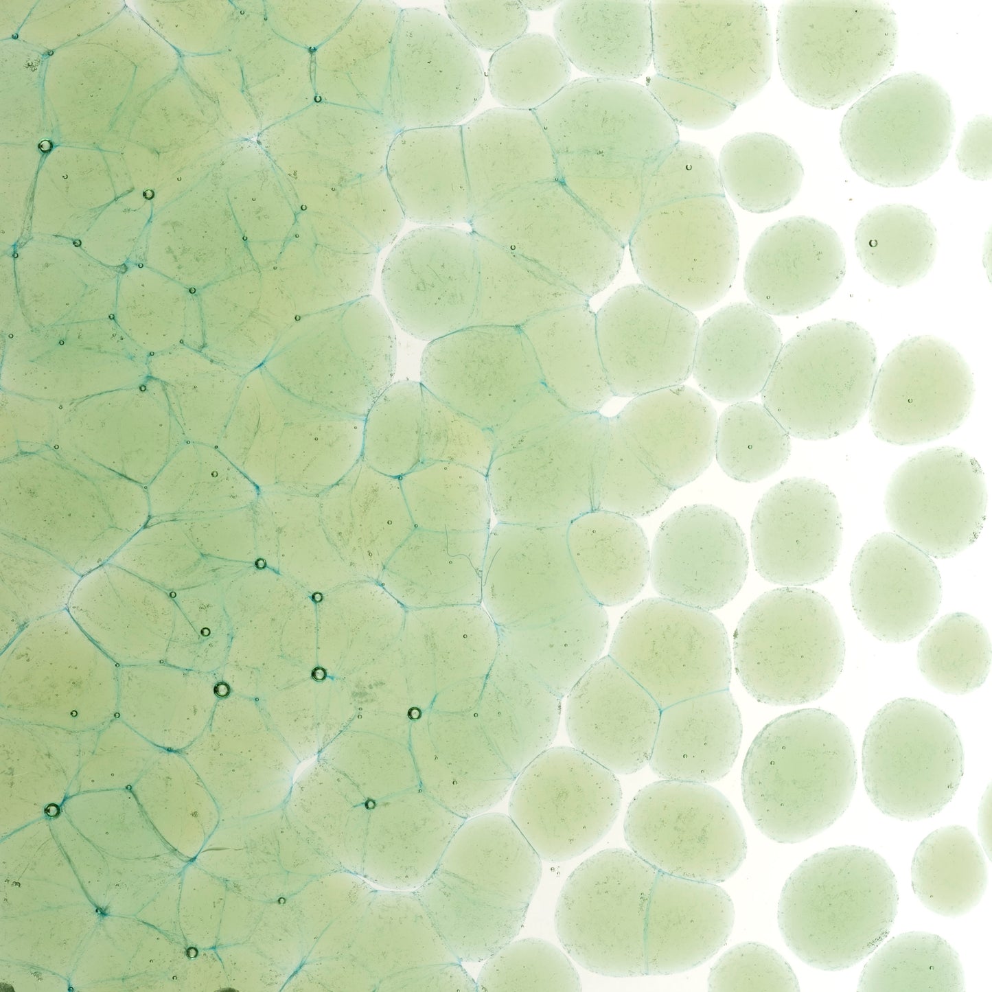 Leaf Green Transparent Frit (1217), Fusible, 5 oz. jar
