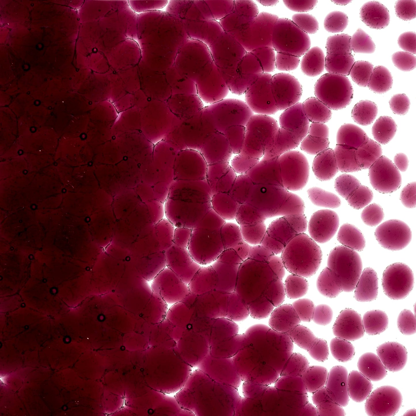 Cranberry Pink (1311), Frit, Fusible, 5 oz. jar
