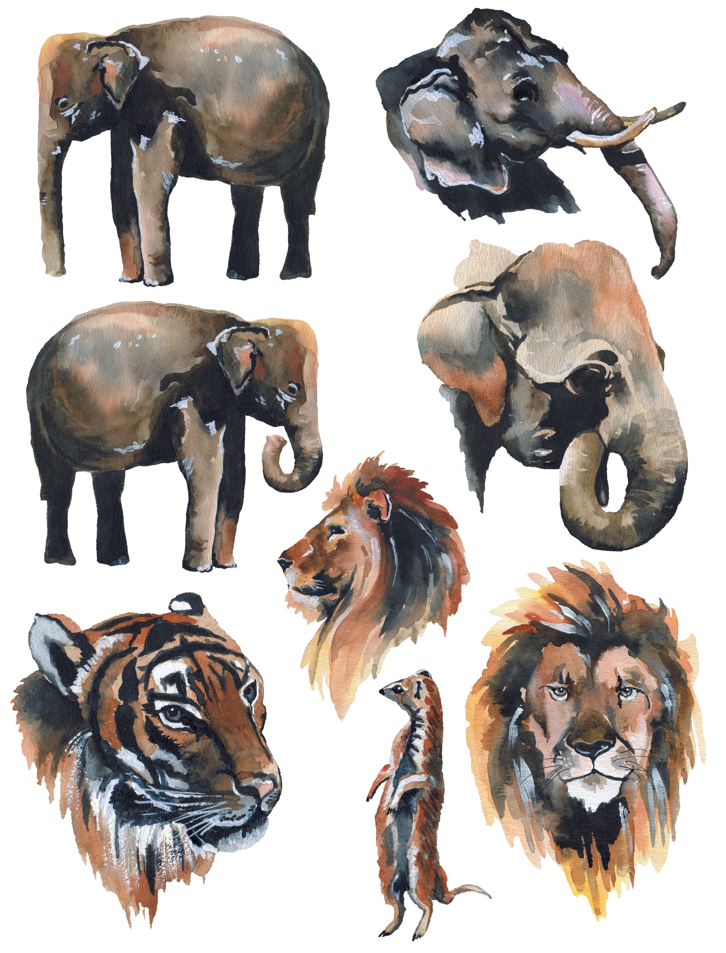 Animals1