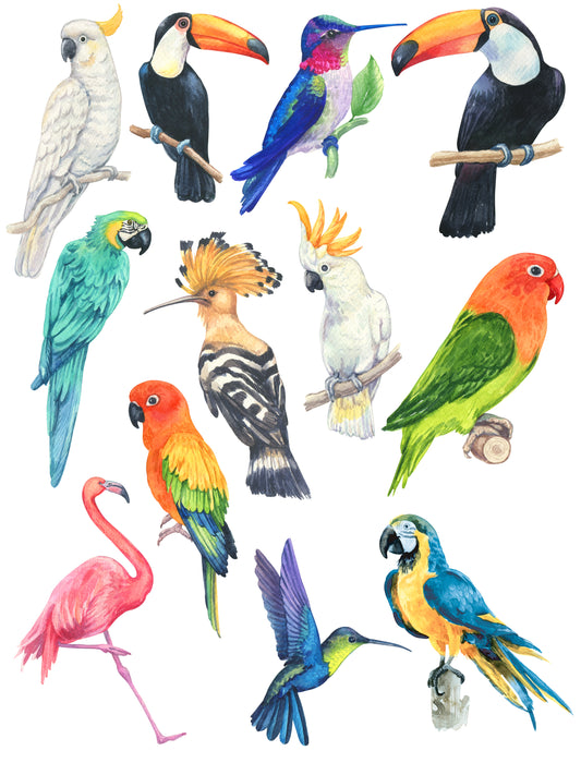 Birds1
