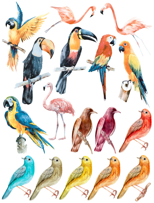 Birds2