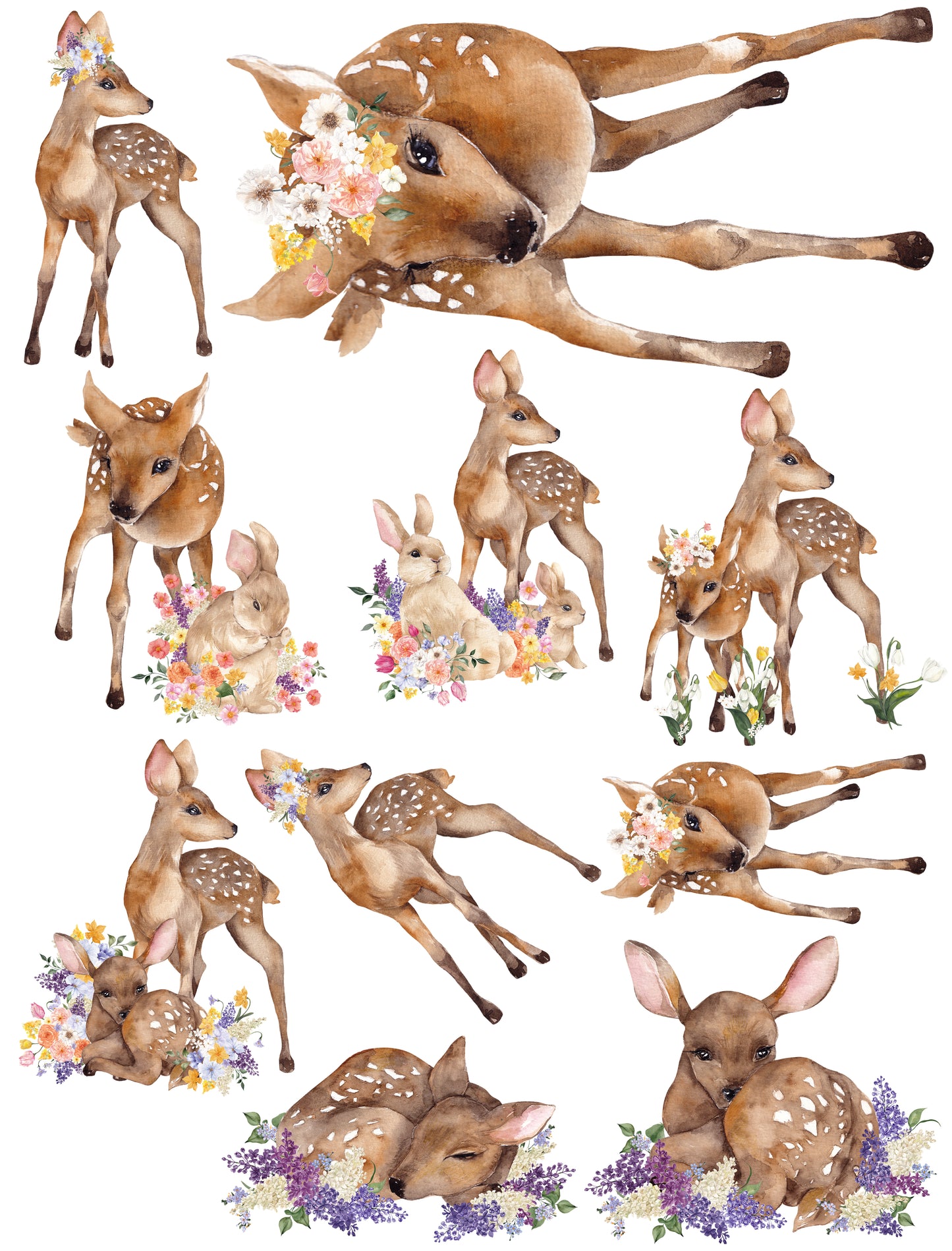 Fawns