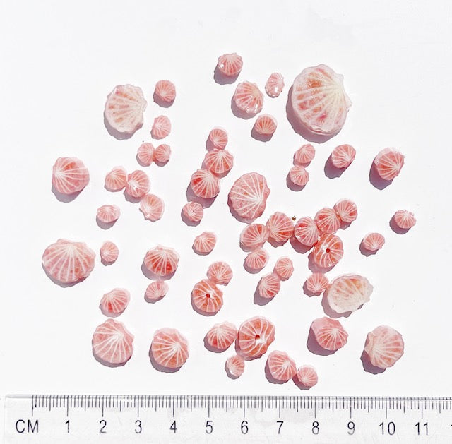 Scalloped Shells
