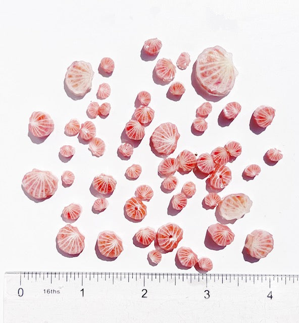 Scalloped Shells