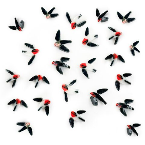 Swallows Mix