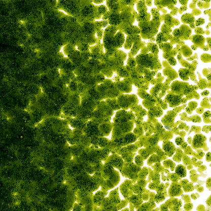 Light Aventurine Green Transparent Frit (1412), Fusible, 5 oz. jar