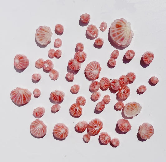Scalloped Shells